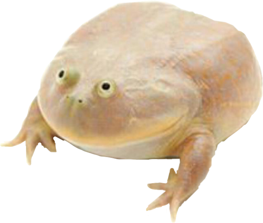 Wednesday Frog